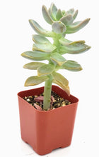 Load image into Gallery viewer, 2" Graptopetalum paraguayense 'Ghost Plant'