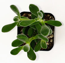 Load image into Gallery viewer, 2" Crassula congesta 'Green Beans'