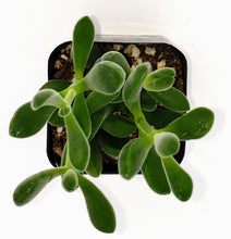 Load image into Gallery viewer, 2" Crassula congesta 'Green Beans'