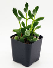 Load image into Gallery viewer, 2" Crassula congesta 'Green Beans'