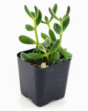 Load image into Gallery viewer, 2" Crassula congesta 'Green Beans'
