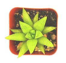 Load image into Gallery viewer, 2" Haworthia 'Green'