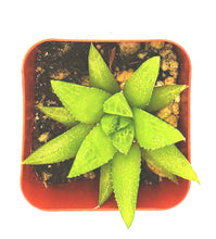 Load image into Gallery viewer, 2" Haworthia 'Green'
