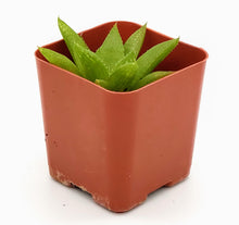 Load image into Gallery viewer, 2" Haworthia 'Green'