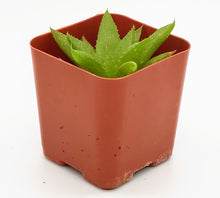 Load image into Gallery viewer, 2" Haworthia 'Green'