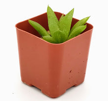 Load image into Gallery viewer, 2" Haworthia 'Green'