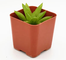 Load image into Gallery viewer, 2" Haworthia 'Green'