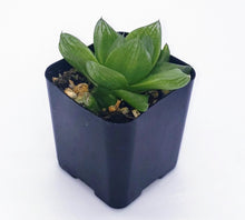 Load image into Gallery viewer, 2" 'Window' Haworthia