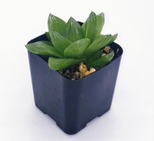 Load image into Gallery viewer, 2" 'Window' Haworthia