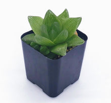 Load image into Gallery viewer, 2" 'Window' Haworthia