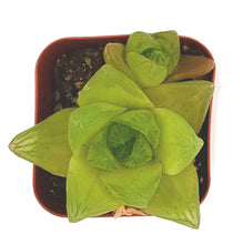 Load image into Gallery viewer, 2" 'Window' Haworthia