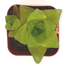 Load image into Gallery viewer, 2" 'Window' Haworthia
