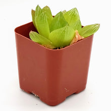 Load image into Gallery viewer, 2" 'Window' Haworthia