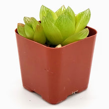 Load image into Gallery viewer, 2" 'Window' Haworthia