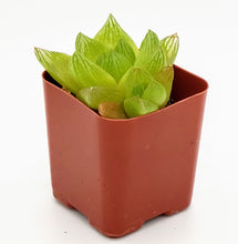 Load image into Gallery viewer, 2" 'Window' Haworthia