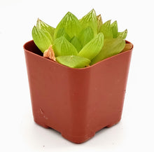 Load image into Gallery viewer, 2" 'Window' Haworthia