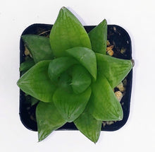Load image into Gallery viewer, 2" 'Window' Haworthia