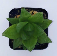 Load image into Gallery viewer, 2" 'Window' Haworthia