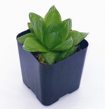 Load image into Gallery viewer, 2" 'Window' Haworthia