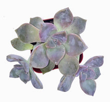 Load image into Gallery viewer, 2" Graptopetalum 'Purple Delight'