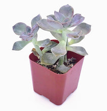 Load image into Gallery viewer, 2" Graptopetalum 'Purple Delight'
