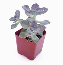 Load image into Gallery viewer, 2" Graptopetalum 'Purple Delight'