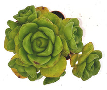 Load image into Gallery viewer, 2" Aeonium 'Lilypad'