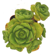 Load image into Gallery viewer, 2" Aeonium 'Lilypad'