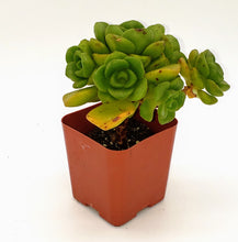 Load image into Gallery viewer, 2" Aeonium 'Lilypad'