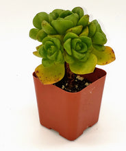 Load image into Gallery viewer, 2" Aeonium 'Lilypad'