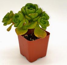 Load image into Gallery viewer, 2" Aeonium 'Lilypad'
