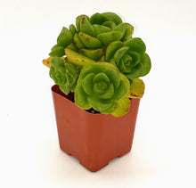 Load image into Gallery viewer, 2" Aeonium 'Lilypad'