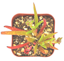 Load image into Gallery viewer, 2" Crassula nudicaulis 'Devil's Horns'