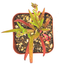 Load image into Gallery viewer, 2" Crassula nudicaulis 'Devil's Horns'