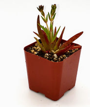 Load image into Gallery viewer, 2" Crassula nudicaulis 'Devil's Horns'