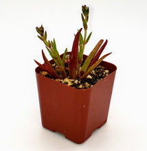 Load image into Gallery viewer, 2" Crassula nudicaulis 'Devil's Horns'