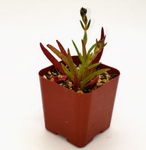 Load image into Gallery viewer, 2" Crassula nudicaulis 'Devil's Horns'