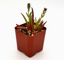Load image into Gallery viewer, 2" Crassula nudicaulis 'Devil's Horns'