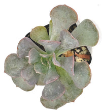 Load image into Gallery viewer, 2" Echeveria runyonii 'Topsy Turvy'