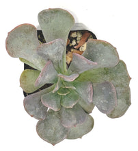 Load image into Gallery viewer, 2" Echeveria runyonii 'Topsy Turvy'