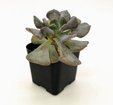 Load image into Gallery viewer, 2" Echeveria runyonii 'Topsy Turvy'