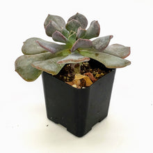 Load image into Gallery viewer, 2" Echeveria runyonii 'Topsy Turvy'