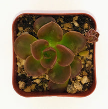 Load image into Gallery viewer, 2" Echeveria 'malaco'