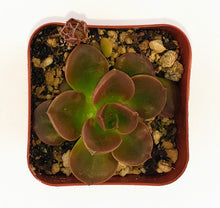 Load image into Gallery viewer, 2" Echeveria 'malaco'