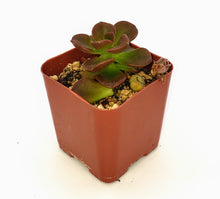 Load image into Gallery viewer, 2" Echeveria 'malaco'