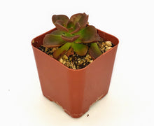 Load image into Gallery viewer, 2" Echeveria 'malaco'