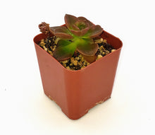 Load image into Gallery viewer, 2" Echeveria 'malaco'