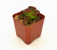 Load image into Gallery viewer, 2" Echeveria 'malaco'