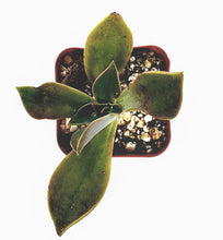 Load image into Gallery viewer, 2" Graptoveria 'Fred Ives'