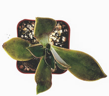 Load image into Gallery viewer, 2" Graptoveria 'Fred Ives'